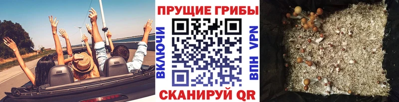 Купить где  Сегежа  Галлюциногенные грибы Psilocybine cubensis 